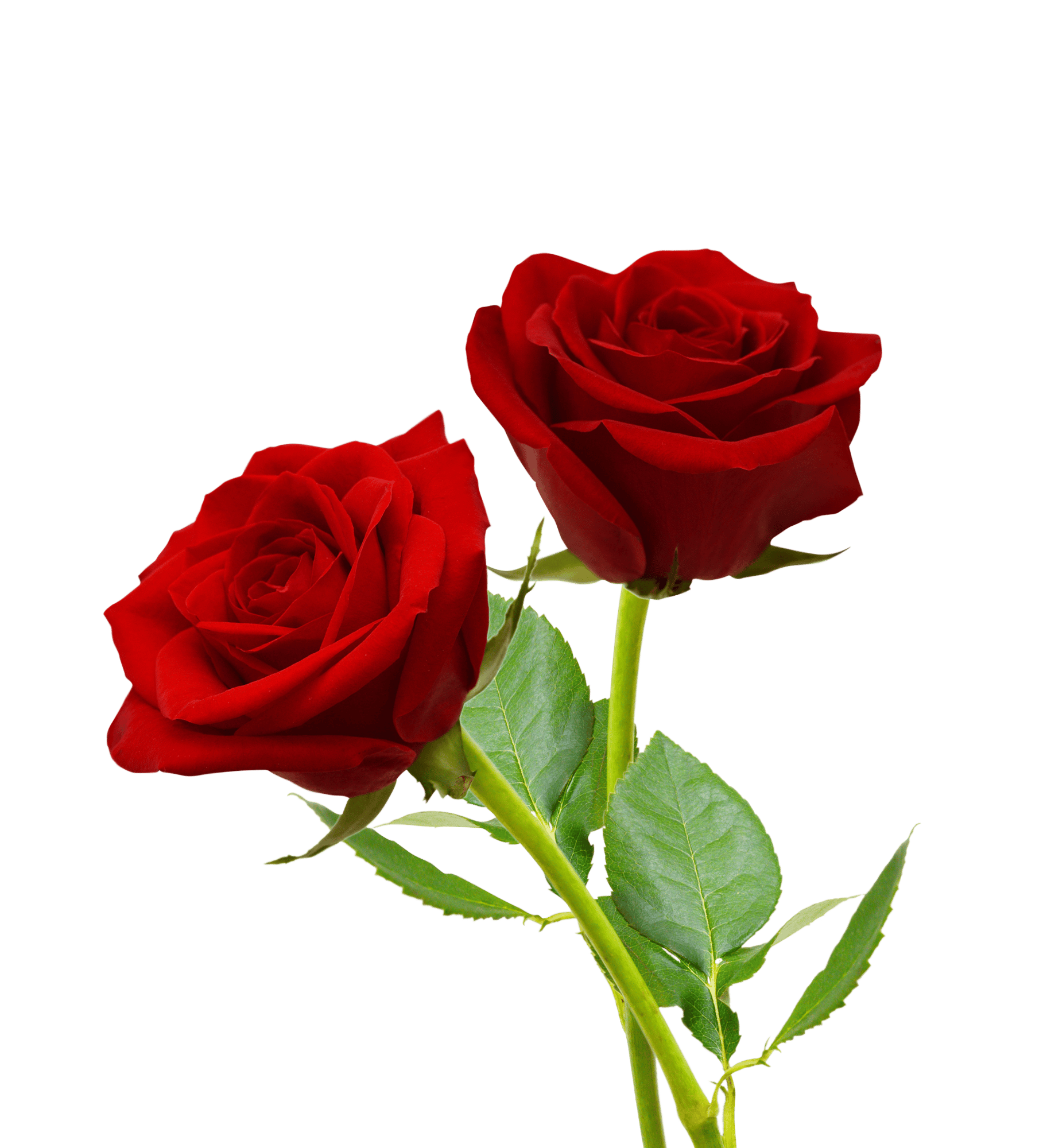Roses representing valentine's
