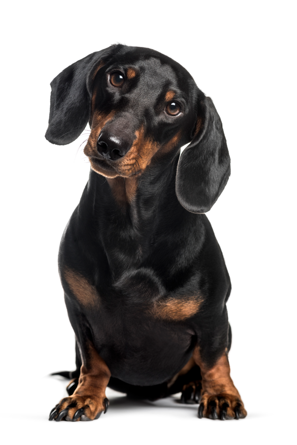 Sausage--2