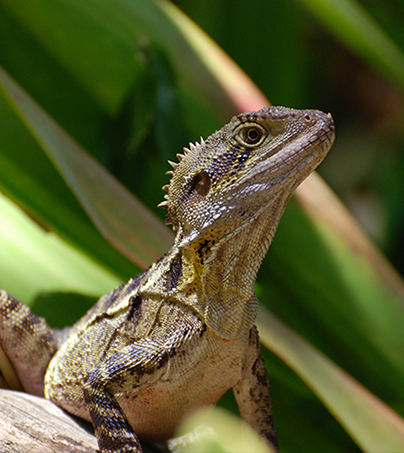 How Pond Planet connected in-store and online with Shopify POS