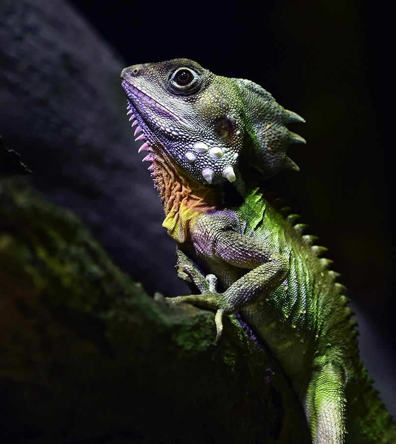 How Pond Planet restored accurate analytics with Cookease and Google’s Advanced Consent Mode